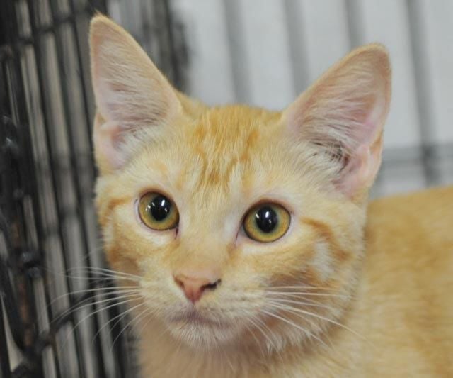 Cheddar